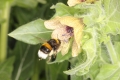 Schwarzes Bilsenkraut (Hyoscyamus niger)  mit Hummel